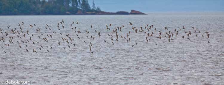 Canon EOS 5D Mark II  --  300 mm  --  EF300mm f/2.8L IS USM  