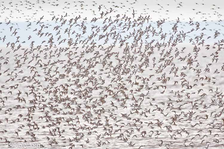 Canon EOS 5D Mark II  --  500 mm  --  EF500mm f/4L IS USM  