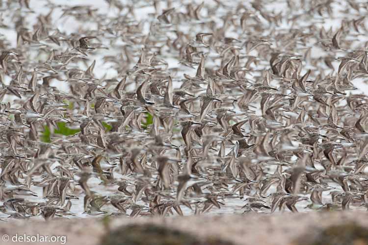 Canon EOS 5D Mark II  --  500 mm  --  EF500mm f/4L IS USM  