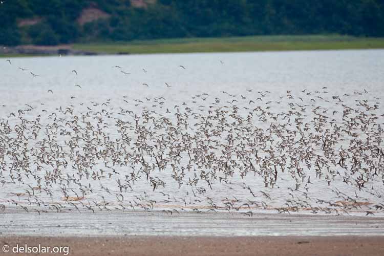 Canon EOS 5D Mark II  --  500 mm  --  EF500mm f/4L IS USM  