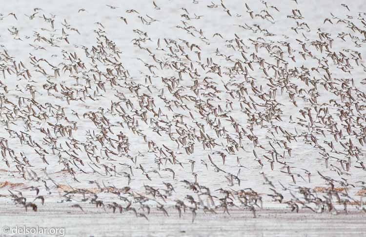 Canon EOS 5D Mark II  --  500 mm  --  EF500mm f/4L IS USM  