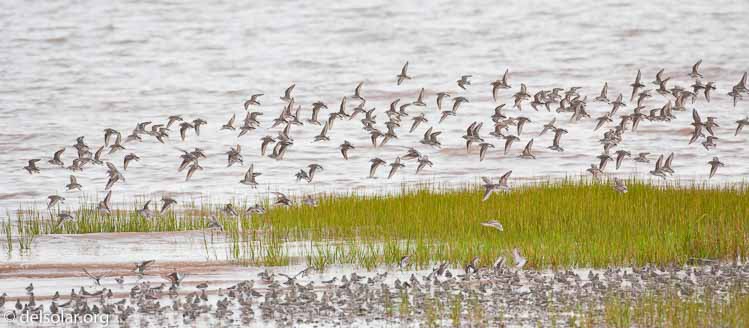 Canon EOS 5D Mark II  --  500 mm  --  EF500mm f/4L IS USM  