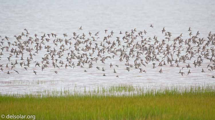 Canon EOS 5D Mark II  --  500 mm  --  EF500mm f/4L IS USM  