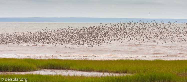 Canon EOS 40D  --  98 mm  --  EF70-200mm f/4L USM +1.4x  