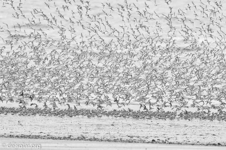 Canon EOS 40D  --  700 mm  --  EF500mm f/4L IS USM +1.4x  