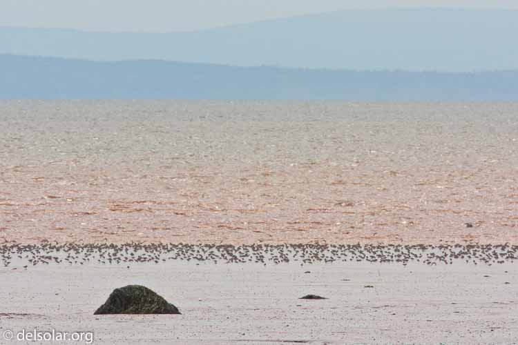 Canon EOS 40D  --  700 mm  --  EF500mm f/4L IS USM +1.4x  