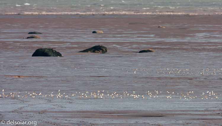 Canon EOS 40D  --  700 mm  --  EF500mm f/4L IS USM +1.4x  