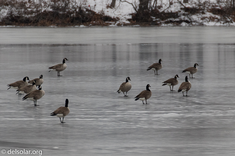 Canon EOS 7D Mark II  --  463 mm  --  EF100-400mm f/4.5-5.6L IS II USM +1.4x III  