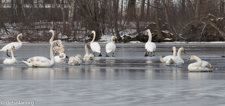 Canon EOS 7D Mark II  --  230 mm  --  EF100-400mm f/4.5-5.6L IS II USM +1.4x III  
