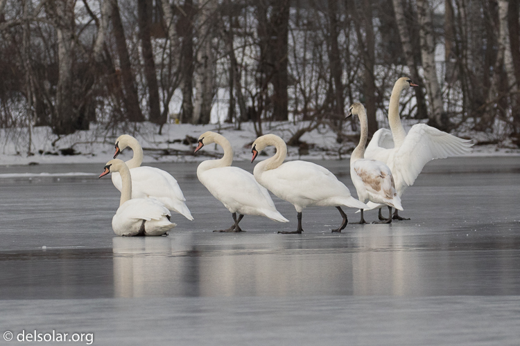 Canon EOS 7D Mark II  --  264 mm  --  EF100-400mm f/4.5-5.6L IS II USM +1.4x III  