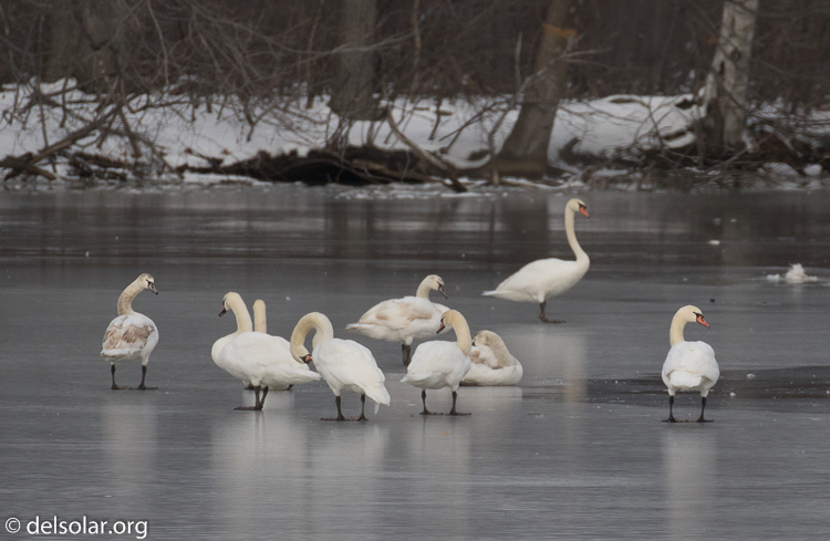 Canon EOS 7D Mark II  --  463 mm  --  EF100-400mm f/4.5-5.6L IS II USM +1.4x III  