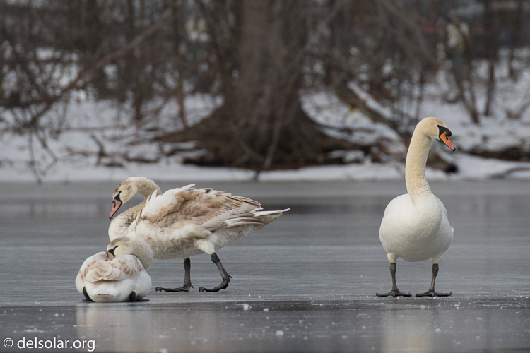 Canon EOS 7D Mark II  --  560 mm  --  EF100-400mm f/4.5-5.6L IS II USM +1.4x III  