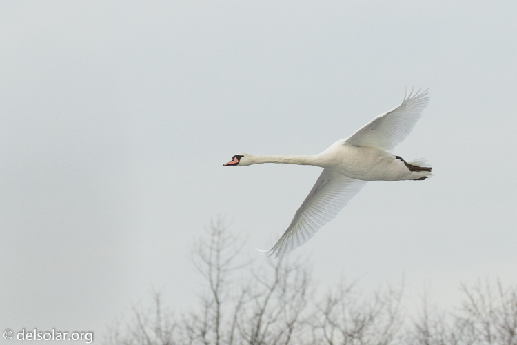 Canon EOS 7D Mark II  --  247 mm  --  EF100-400mm f/4.5-5.6L IS II USM +1.4x III  