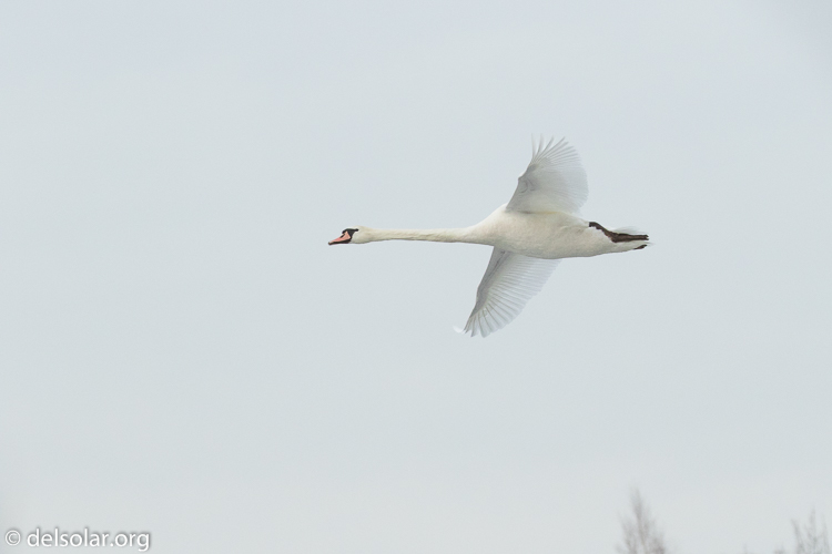 Canon EOS 7D Mark II  --  238 mm  --  EF100-400mm f/4.5-5.6L IS II USM +1.4x III  