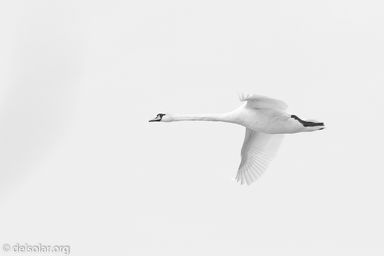 Canon EOS 7D Mark II  --  238 mm  --  EF100-400mm f/4.5-5.6L IS II USM +1.4x III  