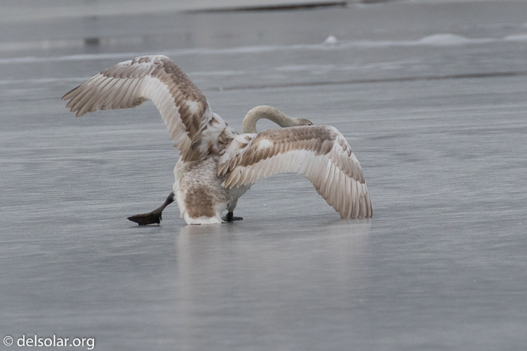 Canon EOS 7D Mark II  --  463 mm  --  EF100-400mm f/4.5-5.6L IS II USM +1.4x III  