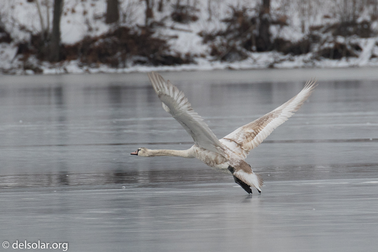 Canon EOS 7D Mark II  --  463 mm  --  EF100-400mm f/4.5-5.6L IS II USM +1.4x III  