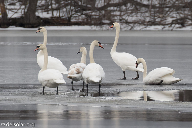 Canon EOS 7D Mark II  --  420 mm  --  EF100-400mm f/4.5-5.6L IS II USM +1.4x III  