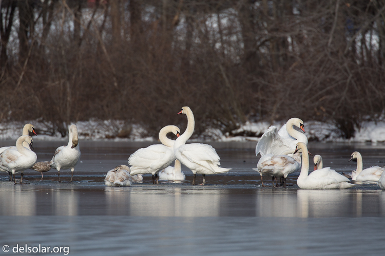 Canon EOS 5D Mark III  --  560 mm  --  EF100-400mm f/4.5-5.6L IS II USM +1.4x III  