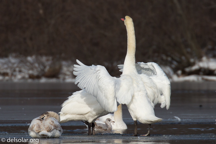 Canon EOS 5D Mark III  --  560 mm  --  EF100-400mm f/4.5-5.6L IS II USM +1.4x III  