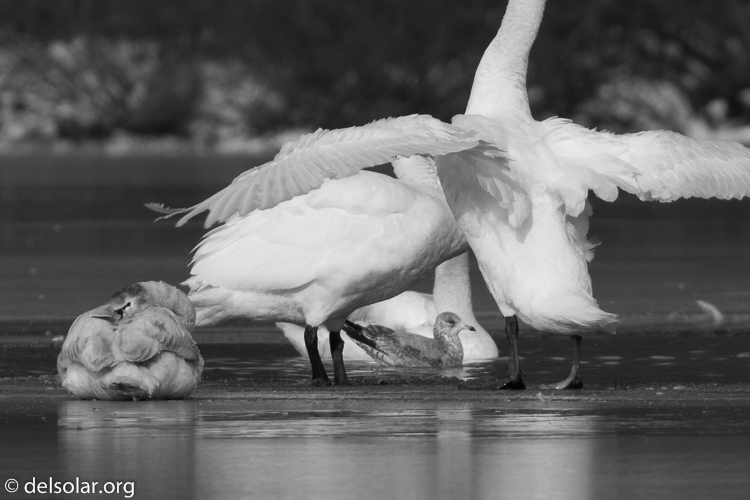 Canon EOS 5D Mark III  --  560 mm  --  EF100-400mm f/4.5-5.6L IS II USM +1.4x III  