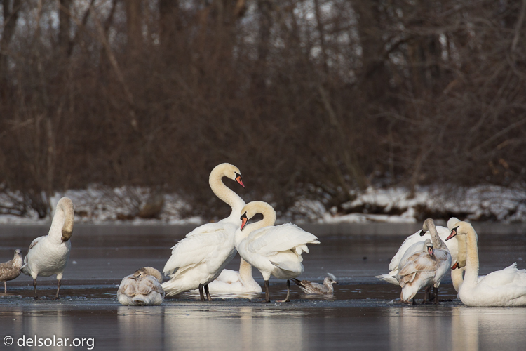 Canon EOS 5D Mark III  --  490 mm  --  EF100-400mm f/4.5-5.6L IS II USM +1.4x III  