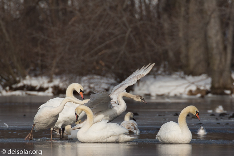Canon EOS 5D Mark III  --  476 mm  --  EF100-400mm f/4.5-5.6L IS II USM +1.4x III  