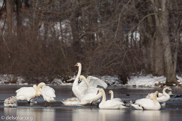 Canon EOS 5D Mark III  --  401 mm  --  EF100-400mm f/4.5-5.6L IS II USM +1.4x III  