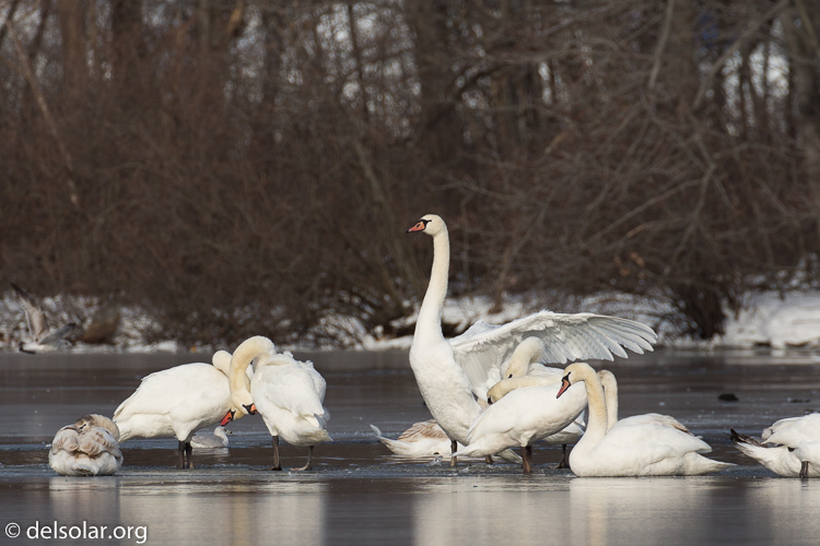Canon EOS 5D Mark III  --  401 mm  --  EF100-400mm f/4.5-5.6L IS II USM +1.4x III  