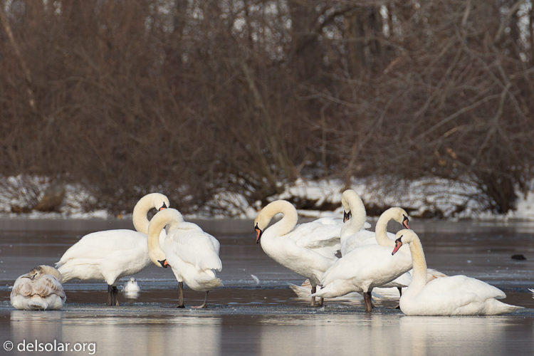 Canon EOS 5D Mark III  --  368 mm  --  EF100-400mm f/4.5-5.6L IS II USM +1.4x III  