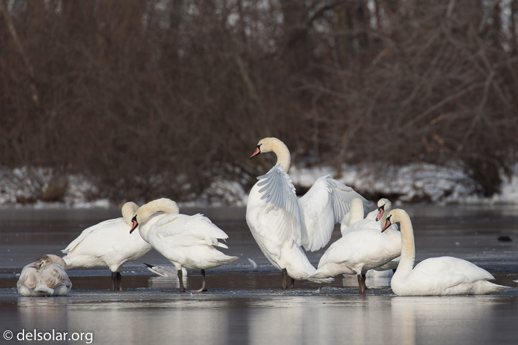 Canon EOS 5D Mark III  --  520 mm  --  EF100-400mm f/4.5-5.6L IS II USM +1.4x III  