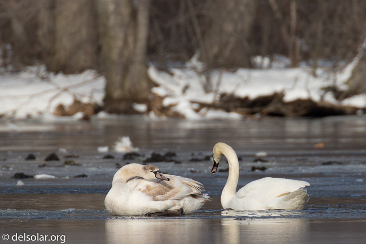Canon EOS 5D Mark III  --  476 mm  --  EF100-400mm f/4.5-5.6L IS II USM +1.4x III  