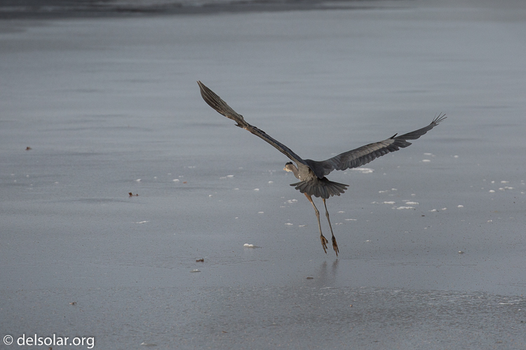 Canon EOS 5D Mark III  --  312 mm  --  EF100-400mm f/4.5-5.6L IS II USM  