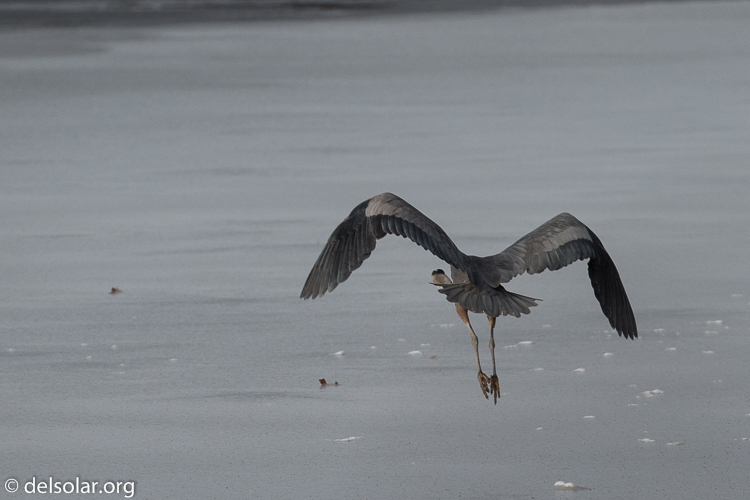 Canon EOS 5D Mark III  --  312 mm  --  EF100-400mm f/4.5-5.6L IS II USM  