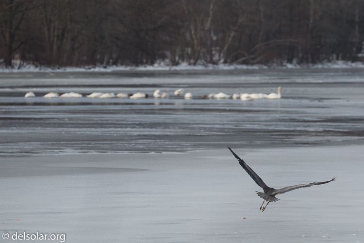 Canon EOS 5D Mark III  --  271 mm  --  EF100-400mm f/4.5-5.6L IS II USM  