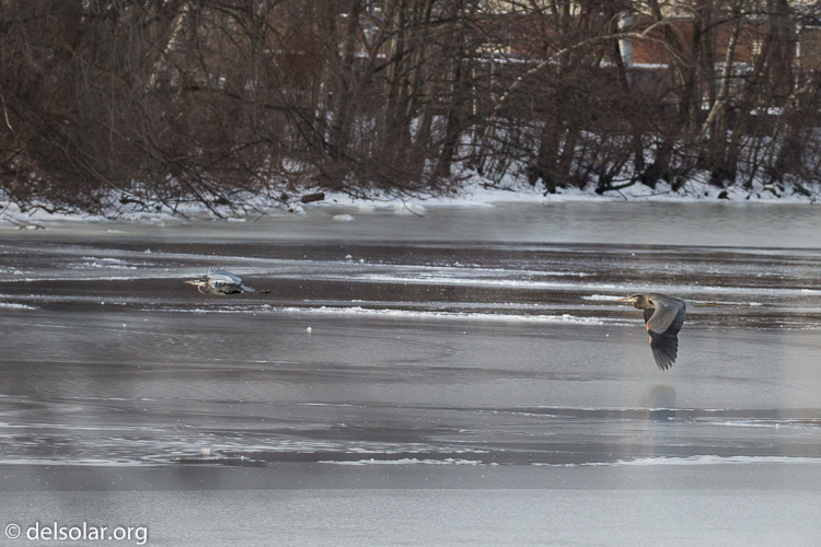Canon EOS 5D Mark III  --  176 mm  --  EF100-400mm f/4.5-5.6L IS II USM  