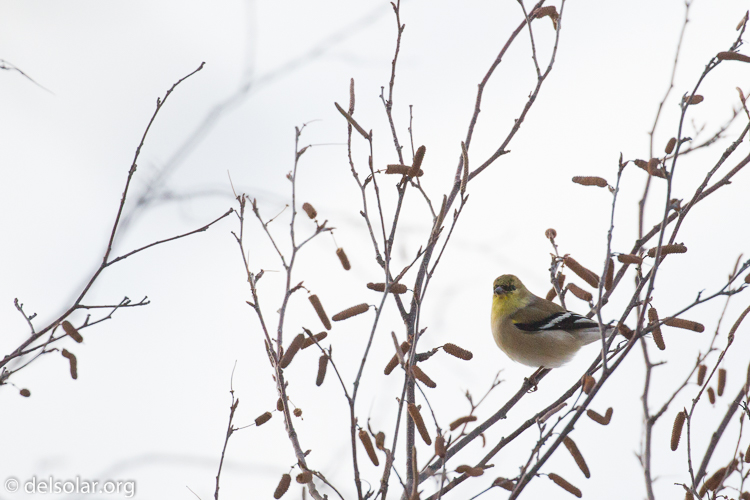 Canon EOS 5D Mark III  --  371 mm  --  EF100-400mm f/4.5-5.6L IS II USM  