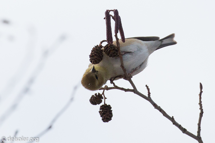 Canon EOS 5D Mark III  --  360 mm  --  EF100-400mm f/4.5-5.6L IS II USM  