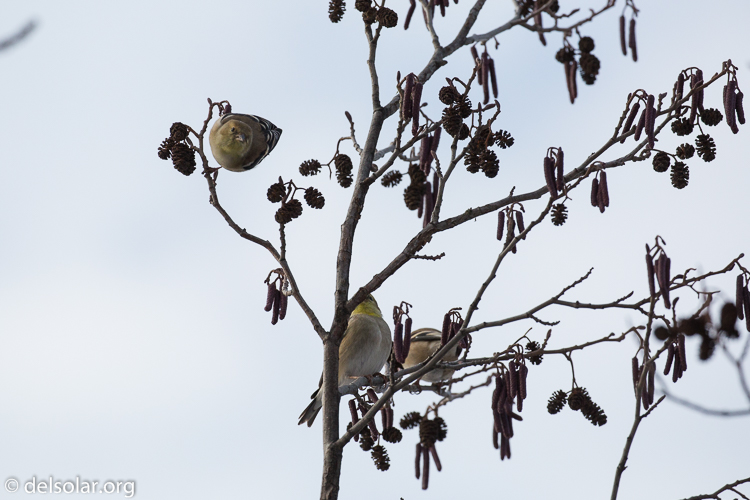 Canon EOS 5D Mark III  --  340 mm  --  EF100-400mm f/4.5-5.6L IS II USM  