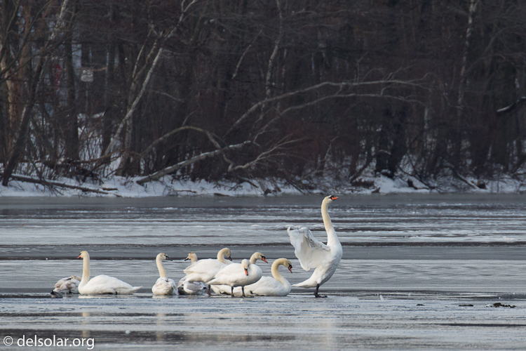Canon EOS 5D Mark III  --  520 mm  --  EF100-400mm f/4.5-5.6L IS II USM +1.4x III  