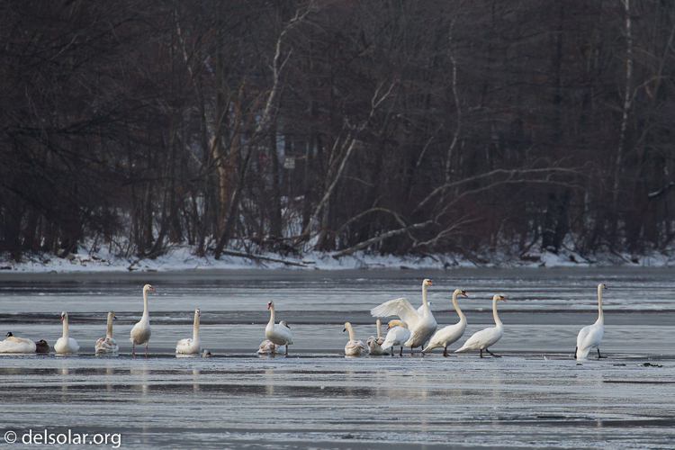 Canon EOS 5D Mark III  --  490 mm  --  EF100-400mm f/4.5-5.6L IS II USM +1.4x III  