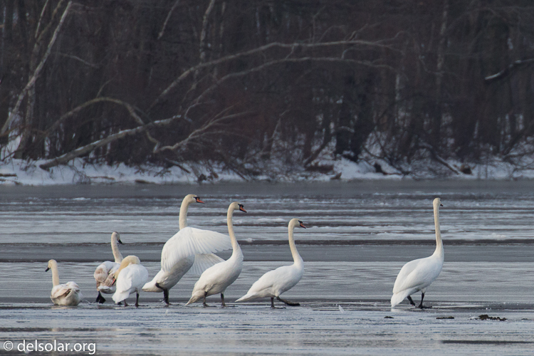 Canon EOS 5D Mark III  --  560 mm  --  EF100-400mm f/4.5-5.6L IS II USM +1.4x III  