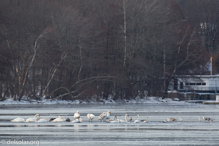 Canon EOS 5D Mark III  --  490 mm  --  EF100-400mm f/4.5-5.6L IS II USM +1.4x III  