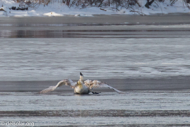 Canon EOS 5D Mark III  --  504 mm  --  EF100-400mm f/4.5-5.6L IS II USM +1.4x III  