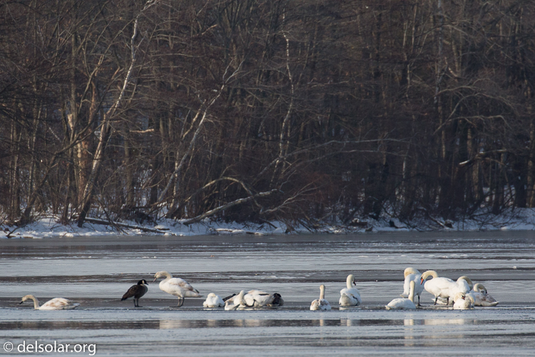 Canon EOS 5D Mark III  --  504 mm  --  EF100-400mm f/4.5-5.6L IS II USM +1.4x III  