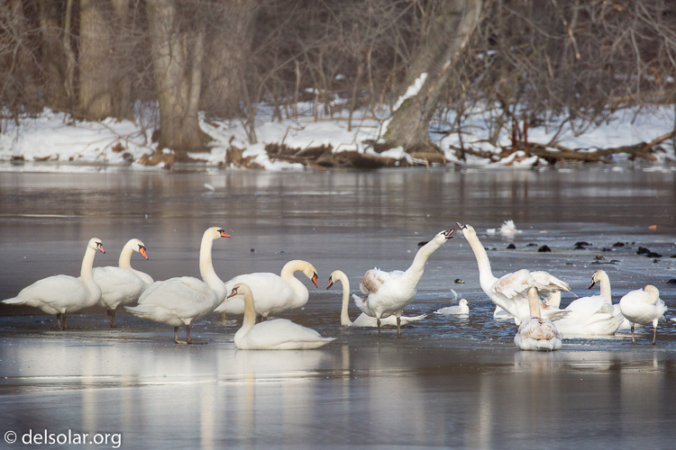 Canon EOS 5D Mark III  --  504 mm  --  EF100-400mm f/4.5-5.6L IS II USM +1.4x III  