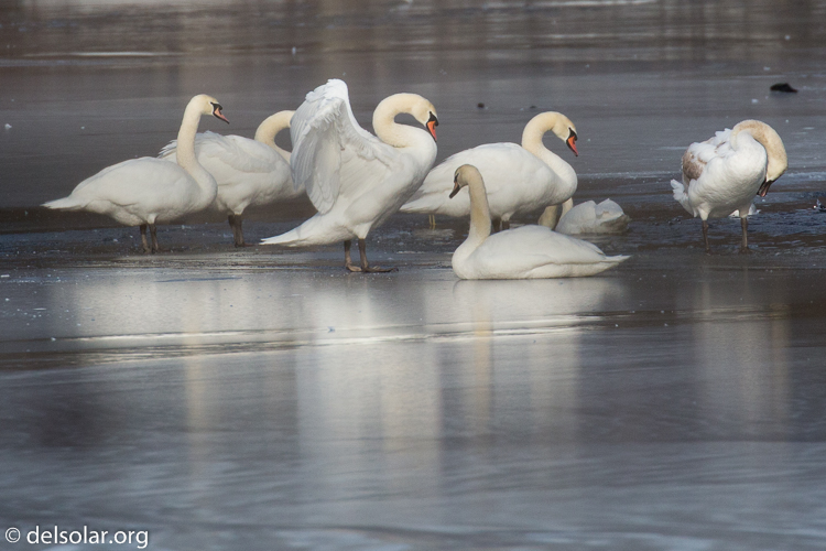 Canon EOS 5D Mark III  --  560 mm  --  EF100-400mm f/4.5-5.6L IS II USM +1.4x III  