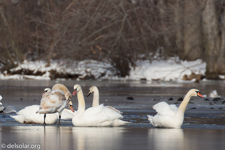 Canon EOS 5D Mark III  --  490 mm  --  EF100-400mm f/4.5-5.6L IS II USM +1.4x III  