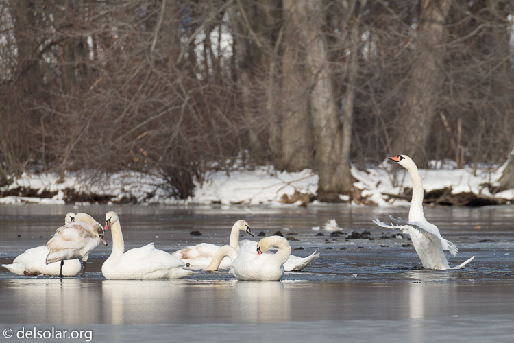 Canon EOS 5D Mark III  --  390 mm  --  EF100-400mm f/4.5-5.6L IS II USM +1.4x III  