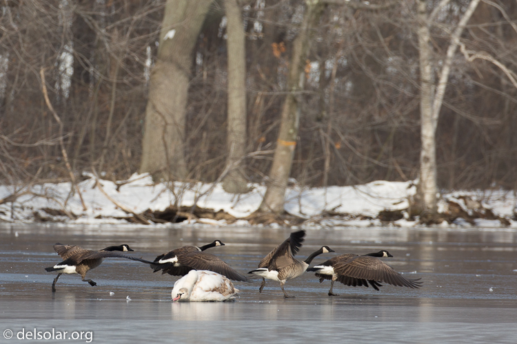 Canon EOS 5D Mark III  --  390 mm  --  EF100-400mm f/4.5-5.6L IS II USM +1.4x III  